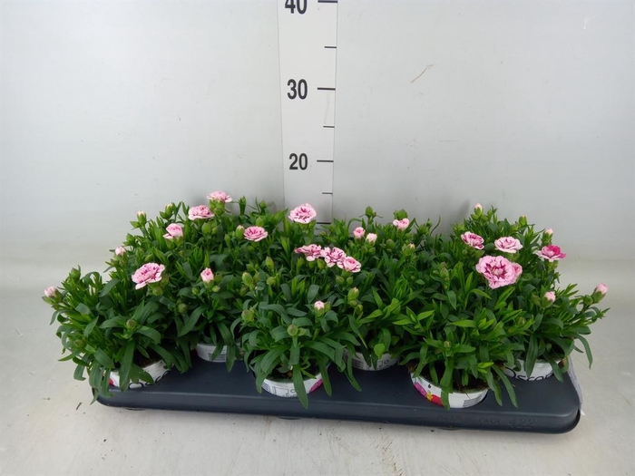 <h4>Dianthus  'Oscar Purple Star'</h4>