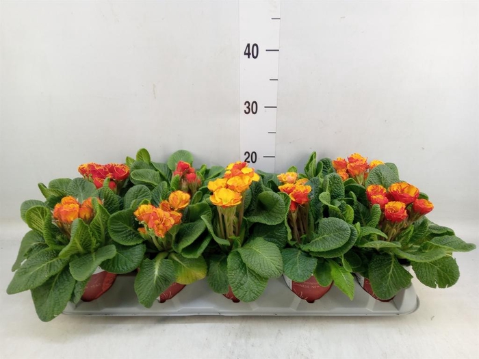 <h4>Primula ac. ...</h4>