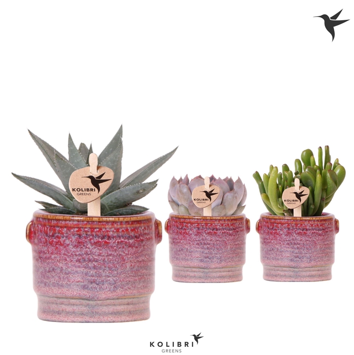 <h4>Kolibri Greens Succulenten mix in Aura pot</h4>