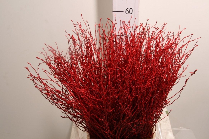 <h4>Berk 60cm Rood</h4>