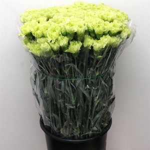 Di St Goblin Groen Extra X 160