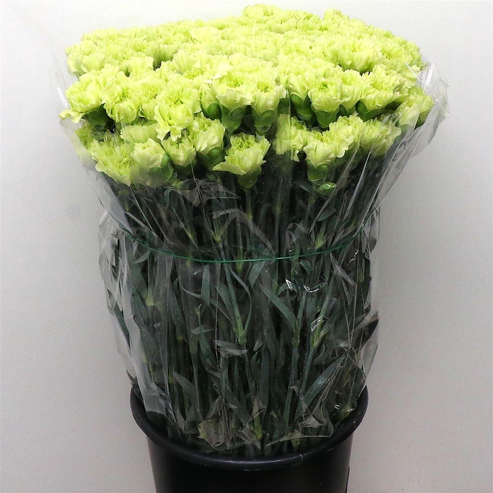 <h4>Di St Goblin Groen Extra X 160</h4>