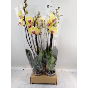 Phalaenopsis   ...