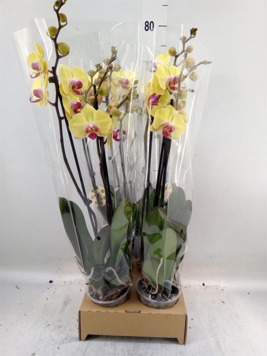 <h4>Phalaenopsis   ...</h4>