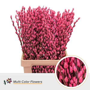 Salix Snowflake Rose Nieuw