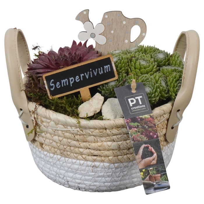 <h4>PTS7394 Arrangement Sempervivum in rieten mand</h4>