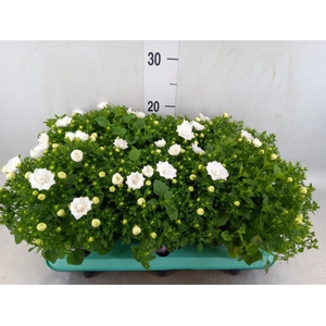 Campanula isoph. 'Dublin White'