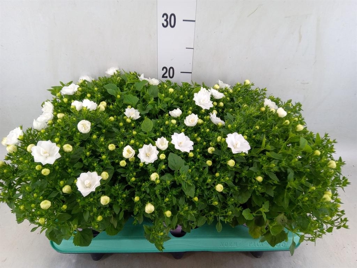 <h4>Campanula isoph. 'Dublin White'</h4>