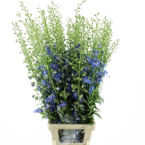 Delph Du Aurora Blue