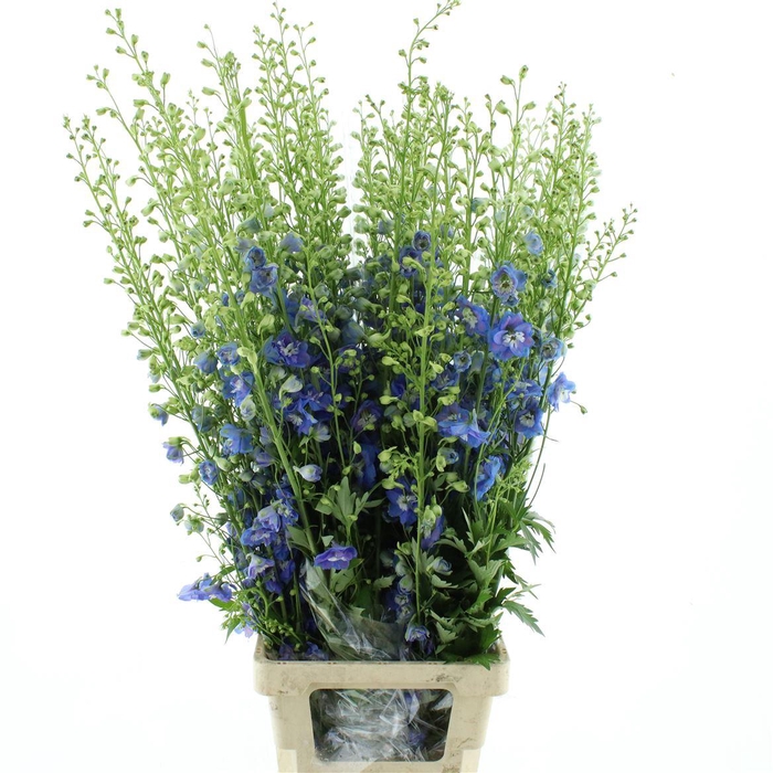 <h4>Delph Du Aurora Blue</h4>