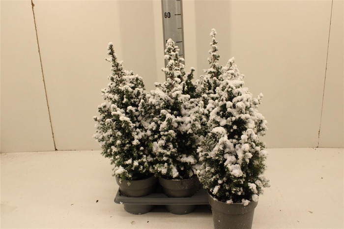 <h4>Chamaecyparis Top Point P15</h4>