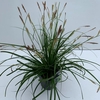 Carex oshimensis