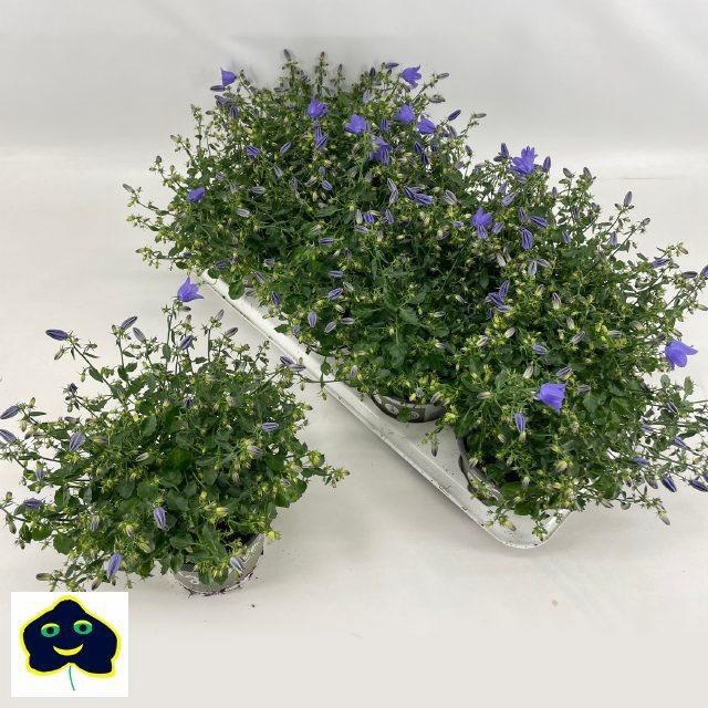 <h4>CAMP ST SPRING BELL</h4>