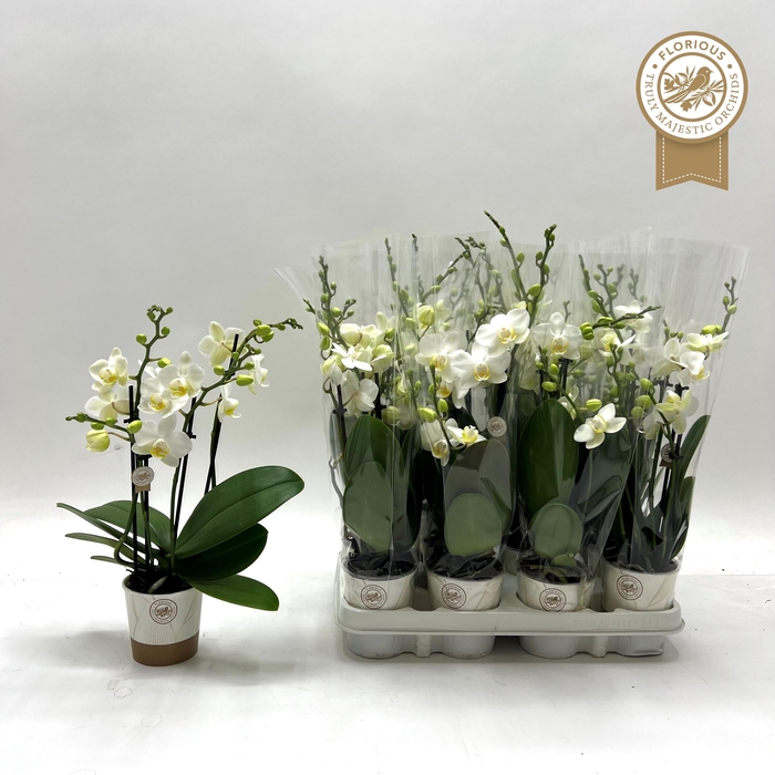 <h4>PHAL OV WIT</h4>