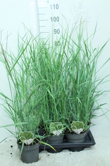 <h4>Panicum virgatum</h4>