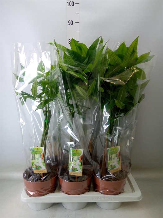 <h4>Pachira aquatica</h4>