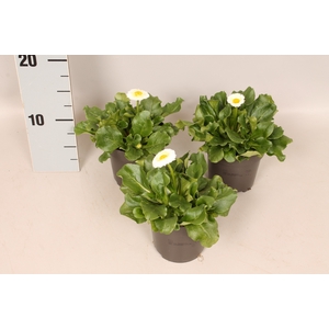 Bellis perennis White
