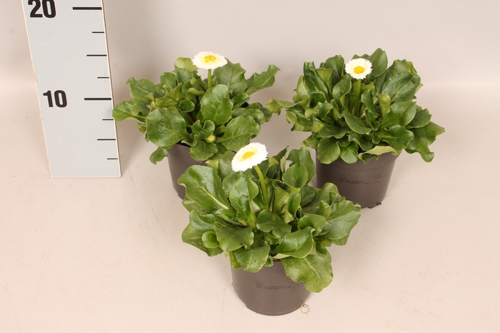 <h4>Bellis perennis White</h4>