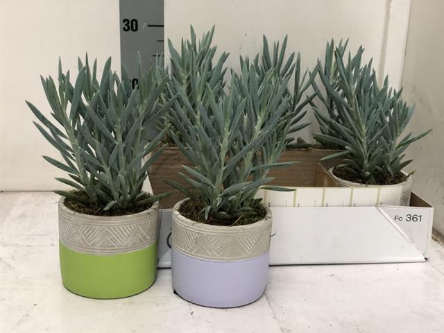 CURIO BLUE CERAMICS