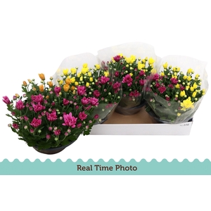 CHRYS GEM IN POT