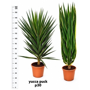 YUCCA  PUCK