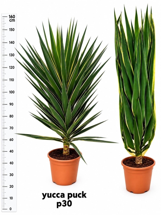 <h4>YUCCA  PUCK</h4>