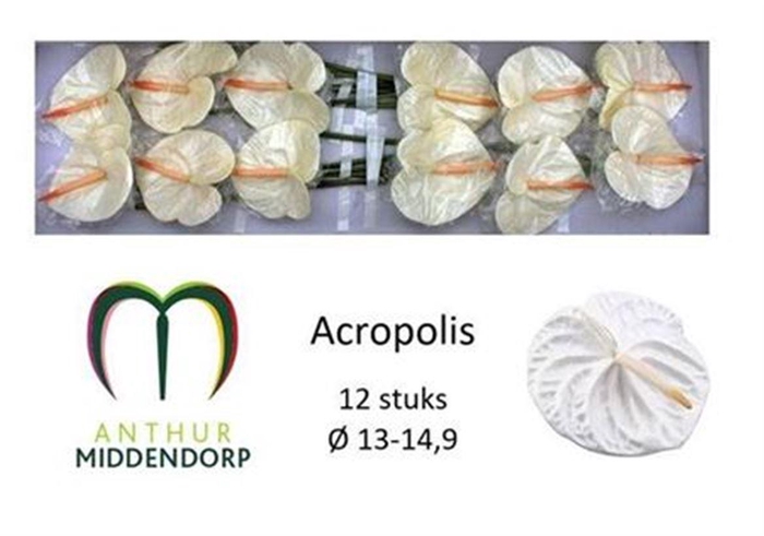 <h4>Anth A Acropolis</h4>