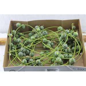 Diplocyclos Palmatus