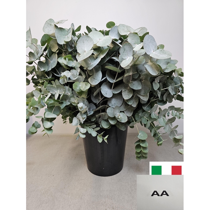 <h4>EUC CINEREA PER STEEL VERTAKT-IT-</h4>