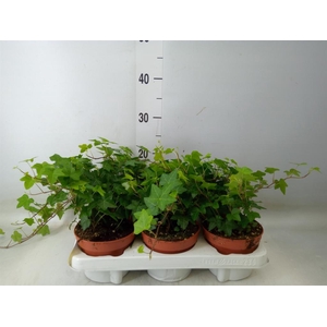 Hedera helix 'Pittsburgh'