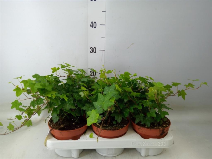 <h4>Hedera helix 'Pittsburgh'</h4>