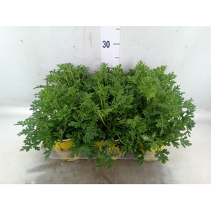 Pelargonium graveolens