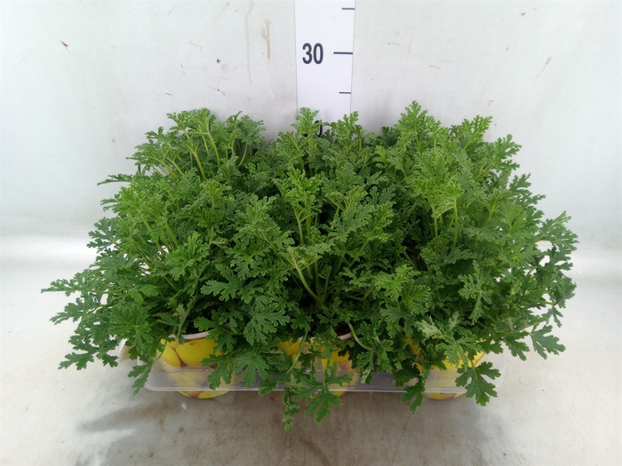 <h4>Pelargonium graveolens</h4>