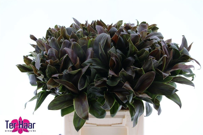 <h4>DRAC FR COMPACTA</h4>