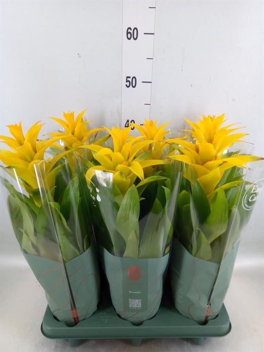 <h4>Guzmania  'Diana'</h4>