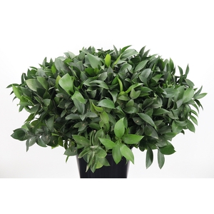 Ruscus
