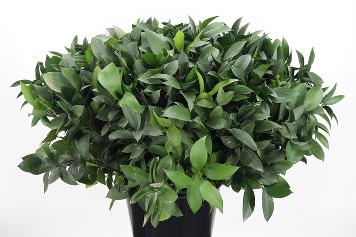 <h4>Ruscus</h4>