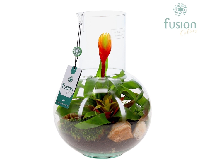 <h4>Green Bottle Suzanne Medium met Bromelia arrangement</h4>