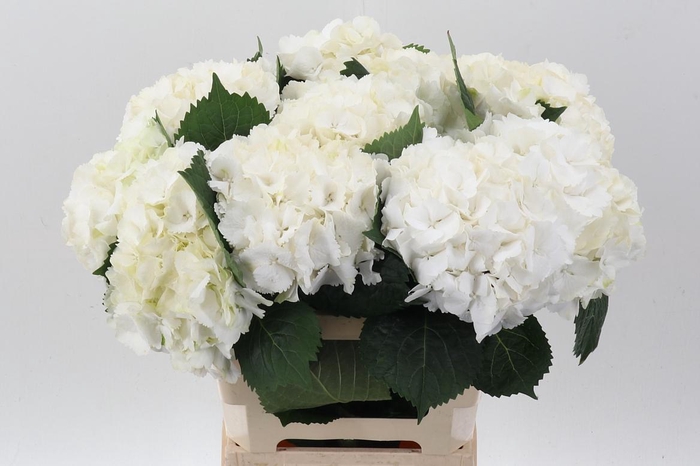 <h4>Hydr M My Akito</h4>