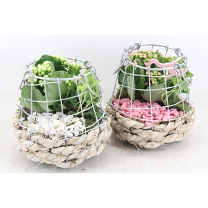 Arr2 Pl - Gaas/draadmandje Kl. 285/6 - Roze/wit