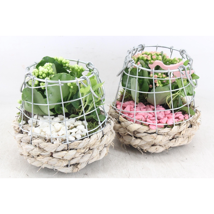 <h4>Arr2 Pl - Gaas/draadmandje Kl. 285/6 - Roze/wit</h4>