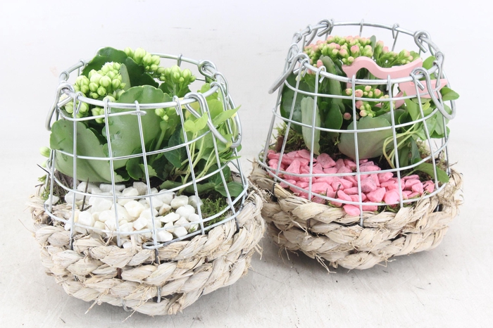 <h4>arr2 PL - Gaas/draadmandje kl. 285/6 - roze/wit</h4>