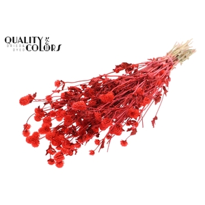 Gomphrena per bunch Coral