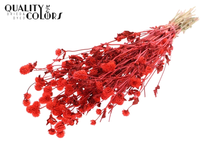 <h4>Gomphrena per bunch Coral</h4>