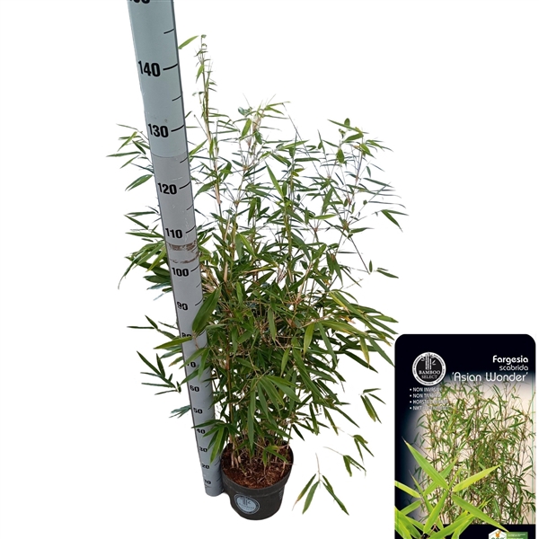 <h4>Fargesia scabrida 'Asian Wonder'</h4>