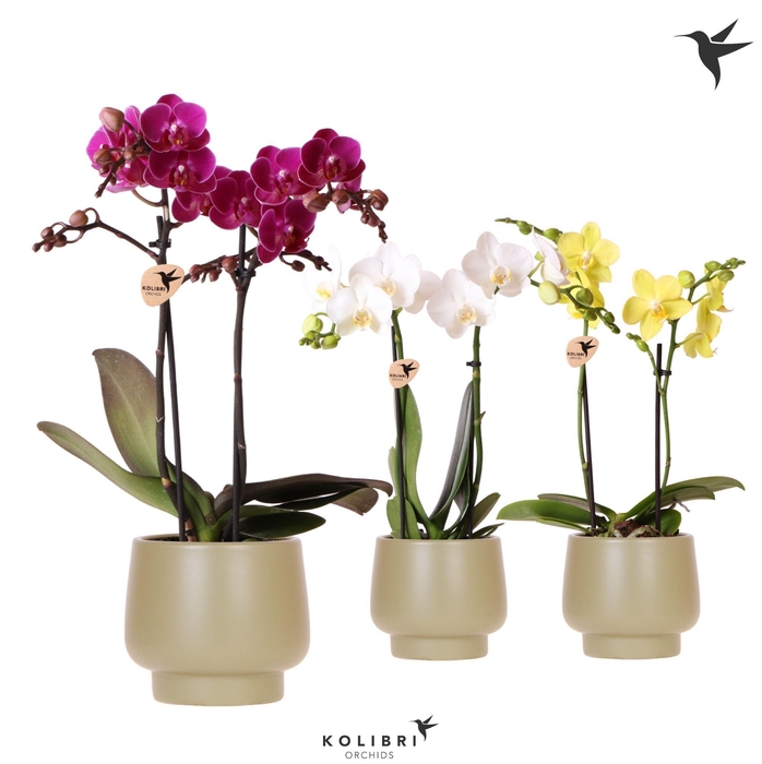 <h4>Kolibri Orchids Phalaenopsis mix 2 spike in Scandic pot green</h4>