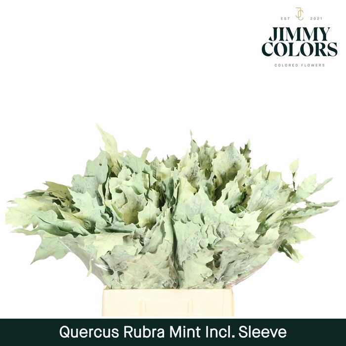 Quercus Rubra Sleeve L60 Mint