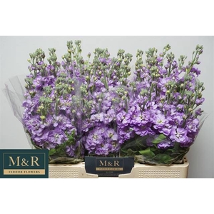MATTH FIGARO LAVENDE