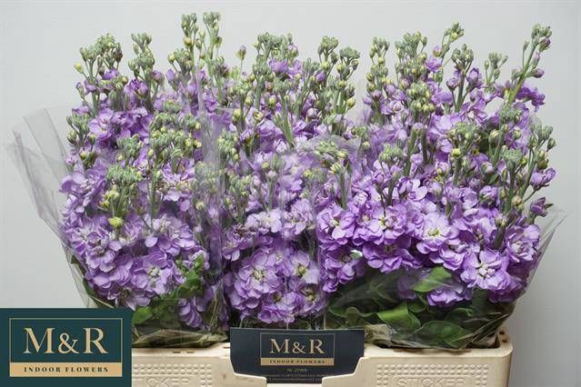 <h4>MATTH FIGARO LAVENDE</h4>