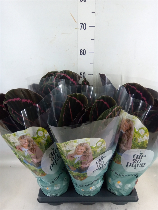 <h4>Calathea roseopicta 'Dottie'</h4>